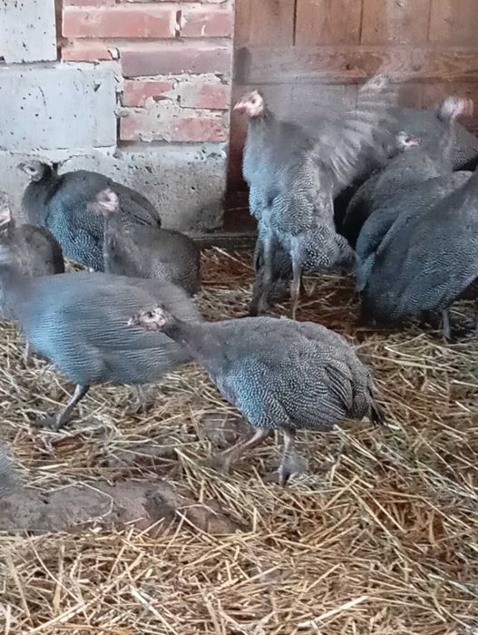 Sprzedam ŻYWE perliczki