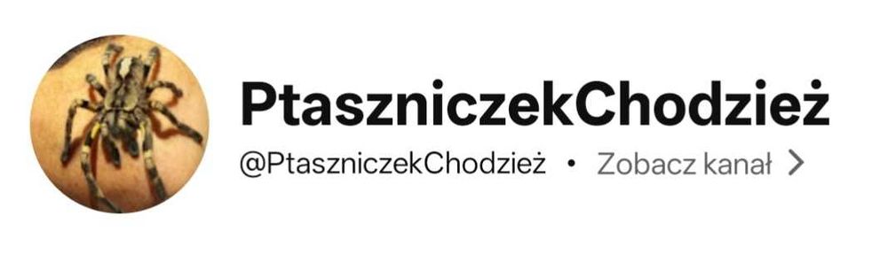 Ramki z pająkami ( ptasznikami )