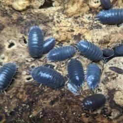 Isópodes 10 Unidades | Terrário, Paludário e Bioativos