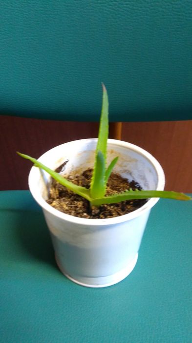 Aloes mały roślina lecznicza hobby