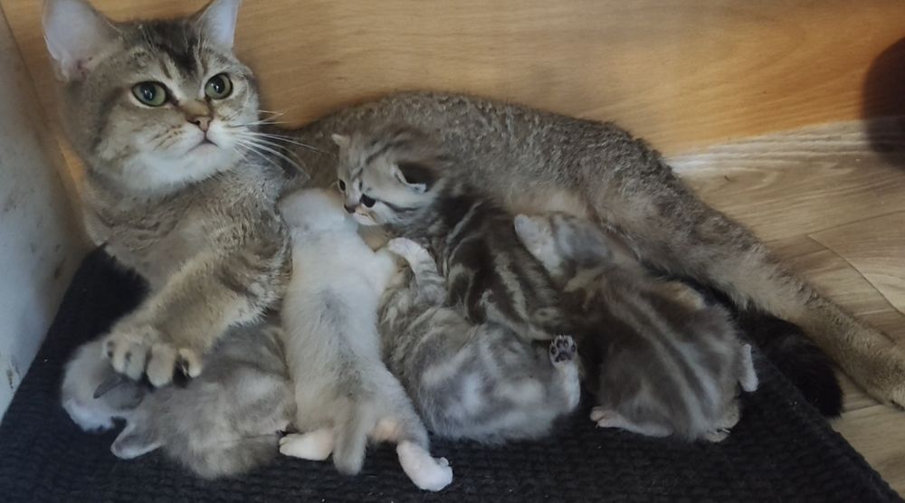 Котята на бронь"Scottish Fold и Straight"