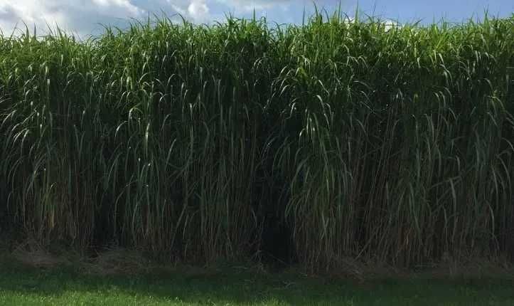 Miskant olbrzymi sadzonki kłącza rhizomy -cena hurtowa (+PASZPORT UE)