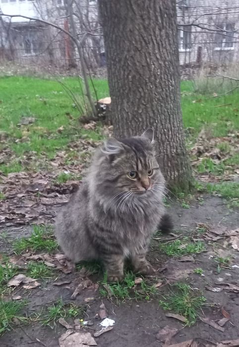 Моніка проситься в сім'ю