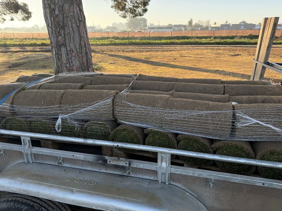 Relva natural em tapete