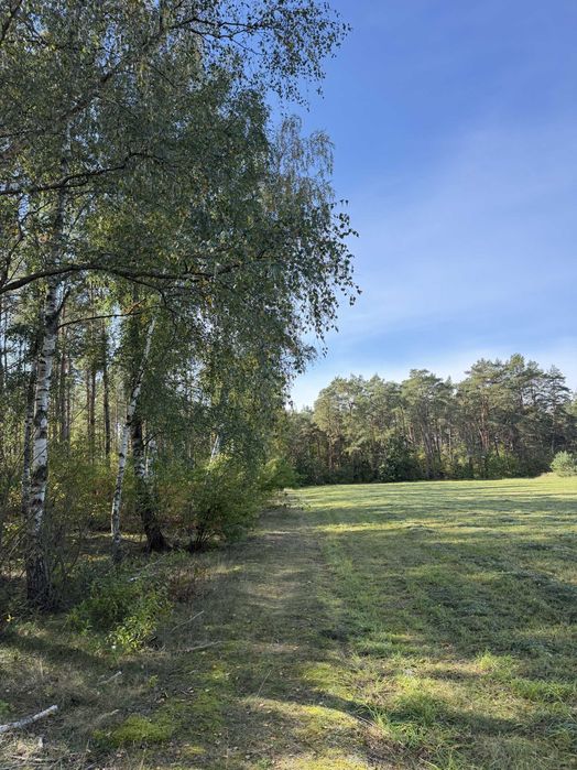 7,81 ha w miescie Chorzele | las + grunty rolne | dzialka potencjal inwestycyjny | 2 drogi publiczne | blisko zabudowy, strefy gospodarczej i DW614 - Widok 2
