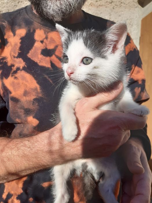 Kociaki 3 miesieczne