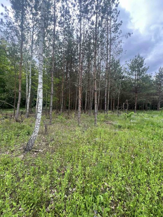 Продаж ділянки біля лісу с. Славне