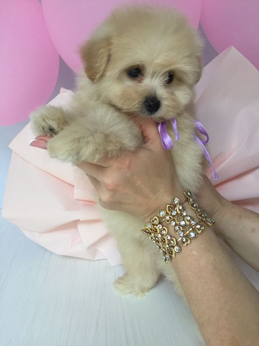 Ідеальна Помапу для вашого дому