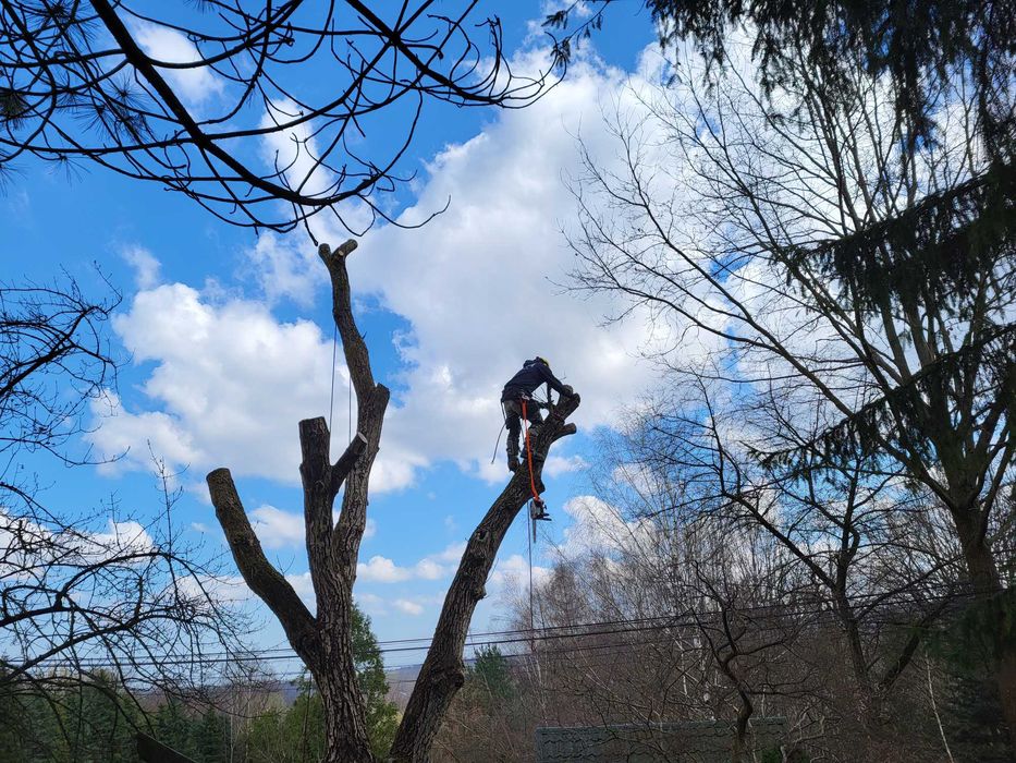 Wycinka drzew i krzewów, frezowanie pni, rębak, mulczer