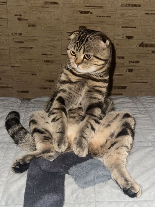 Кіт для вязки