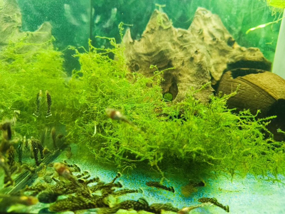 Glonojady zbrojniki kolumbijski