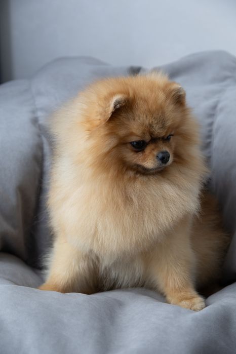 кобель померанського шпіца