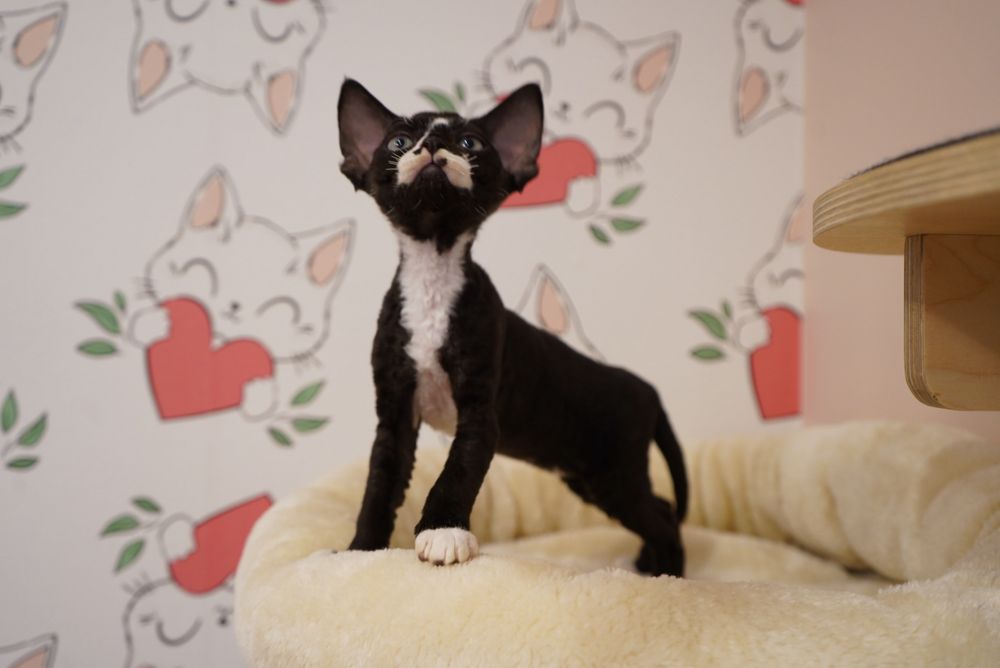 Kotka Devon Rex KENYA