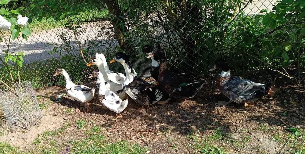 Sprzedam Kaczki dworki