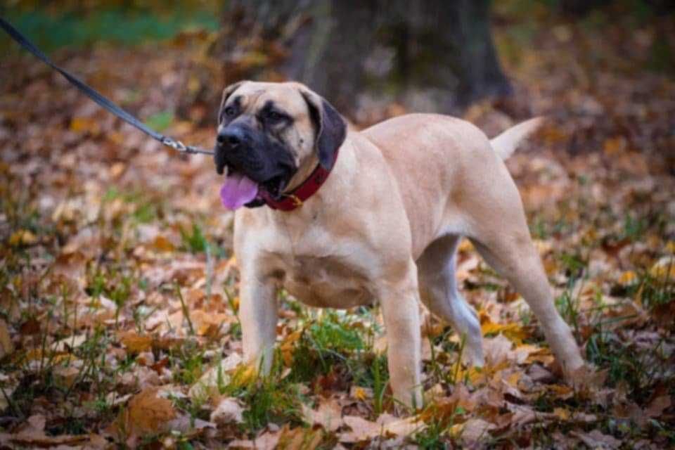 Presa/dogo canario/dog kanaryjski ZkwP FCI
