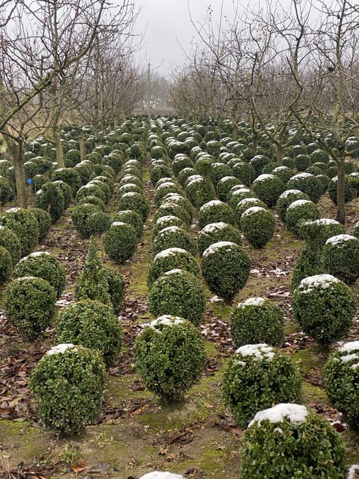 Самшит куля (Buxus) – декоративні сформовані рослини