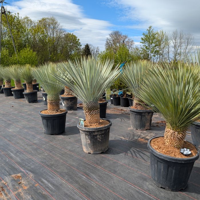 Yucca rostrata wys. 120/140cm, sprawdź inne ogłoszenia!
