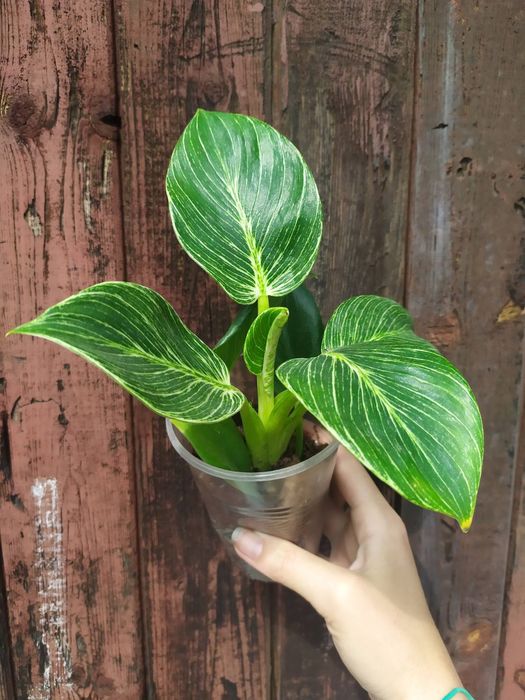 Філодендрон Біркін, ред