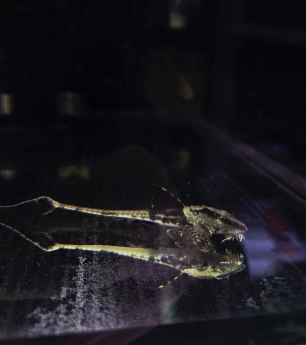 Loricaria rio ATABAPO