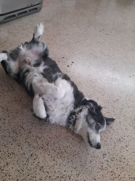 Doação cão docil