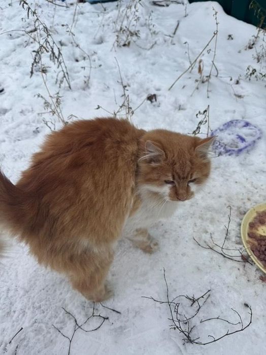 Отдам рыже-белого пушистого котенка, мальчик, 6 месяцев