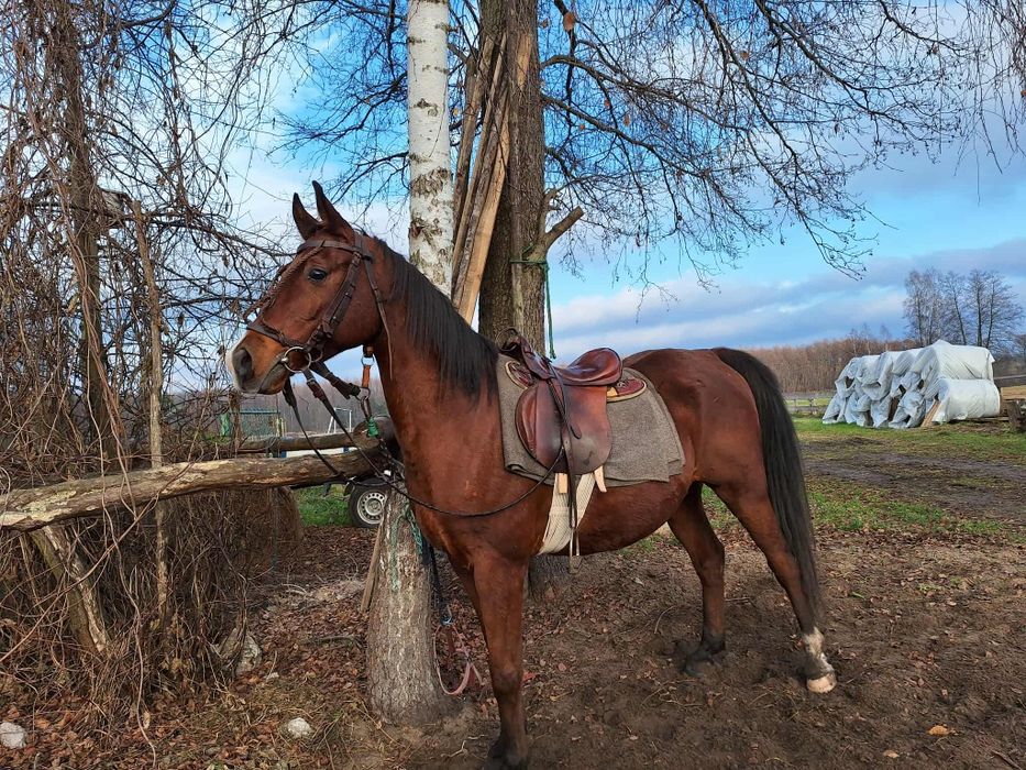 Sprzedam konie do rekreacji