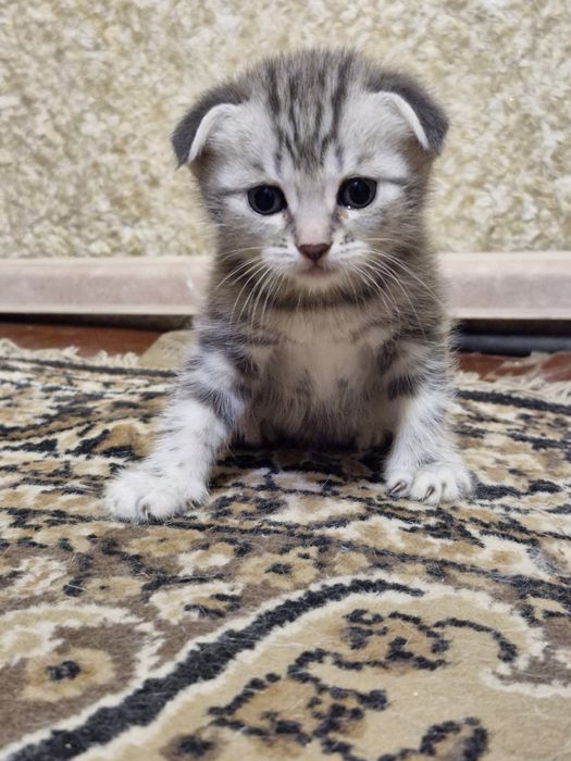 Шотландська радість