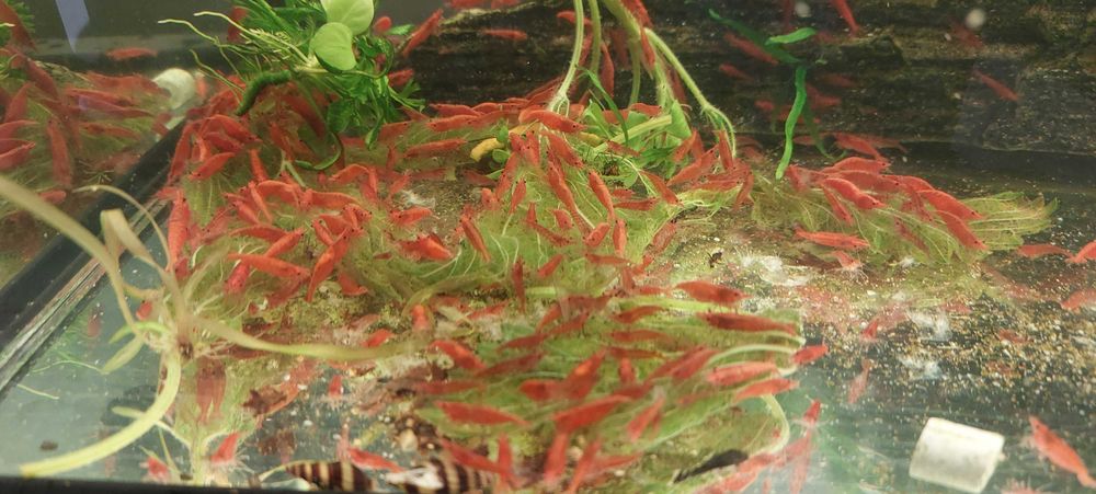 Krewetki RED szukają nowego domku :-) ŁADNE