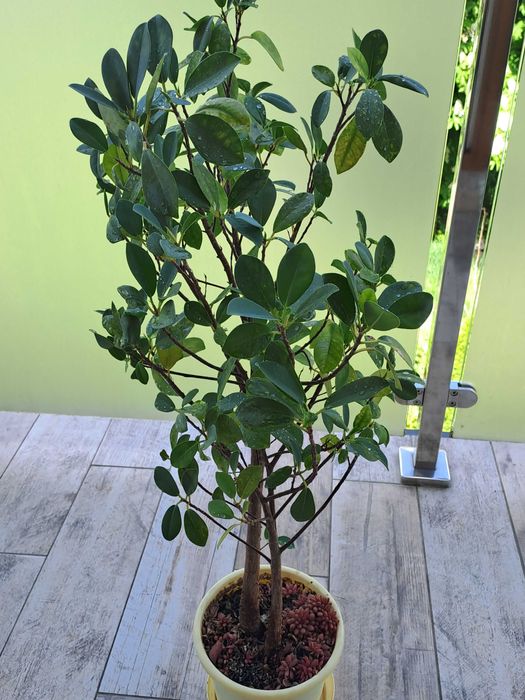 Kwiat Ficus microcarpa Moclame