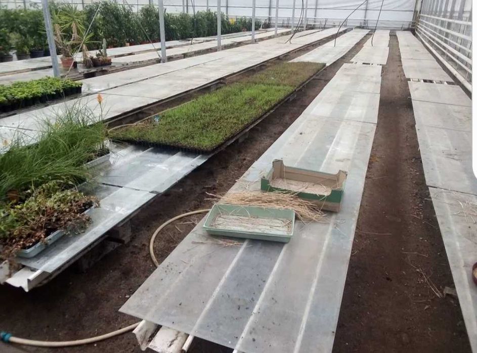 Szyba hartowana, szkło szklarniowe