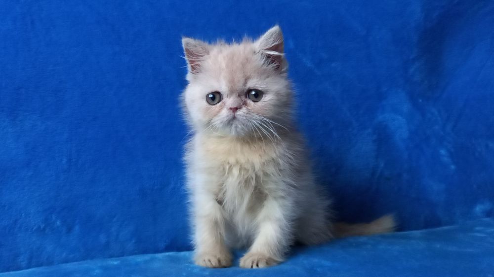 Кремовый мальчик экзот