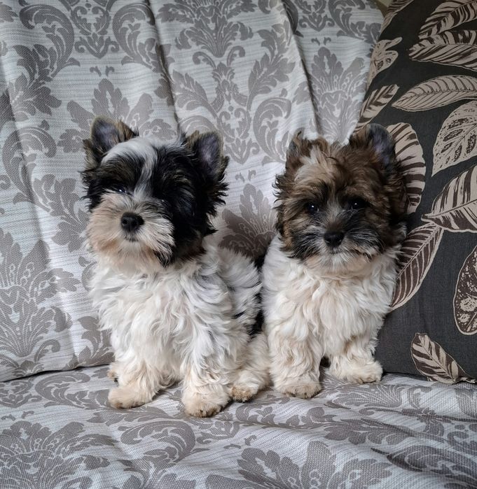 Yorkshire Terrier Biewer Chłopczyk