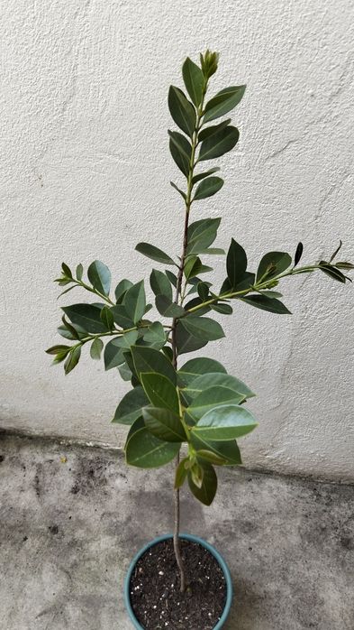 Araçazeiro jovem em vaso 80 cm