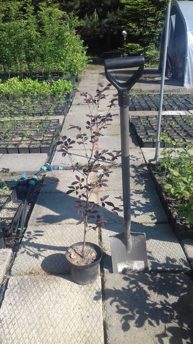 Buk pospolity Atropurpurea buk czerwony 100 - 120 cm 100 sztuk