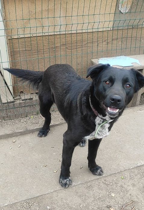 Віддам в добрі руки. Хлопчик