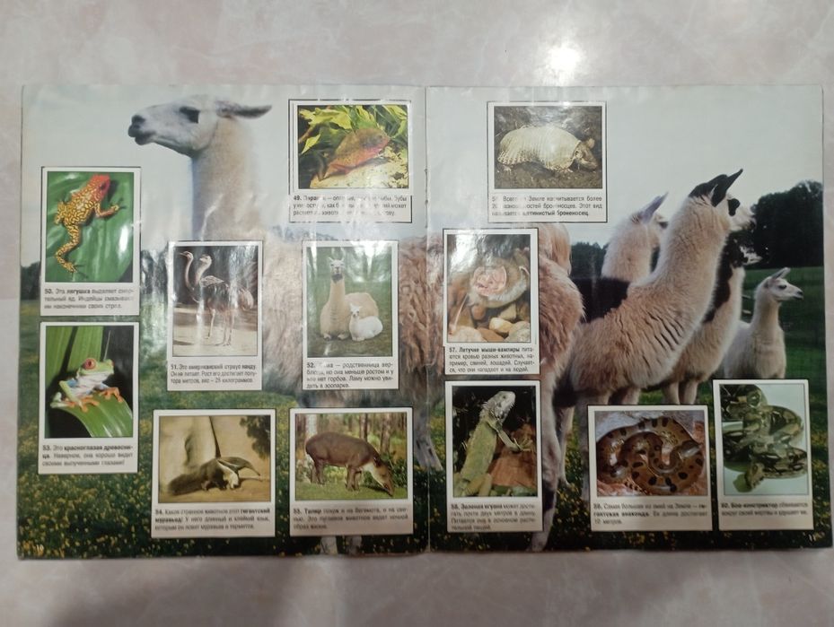 Мир животных panini