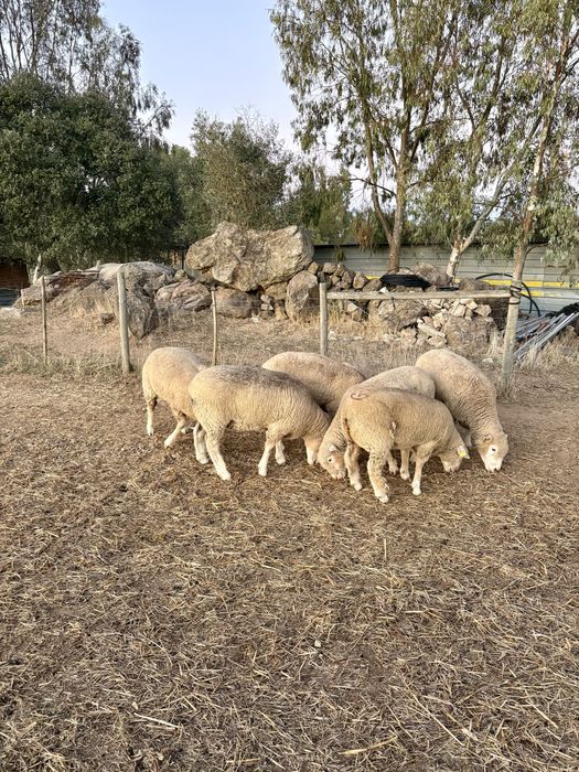 Ovelhas/Malatas Ile de France