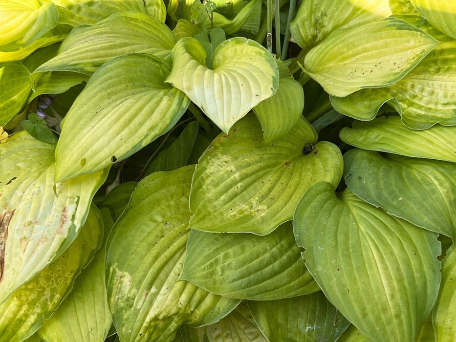 Funkia Hosta 'Sheila West' Doniczka 2.0L Duże Złote liście