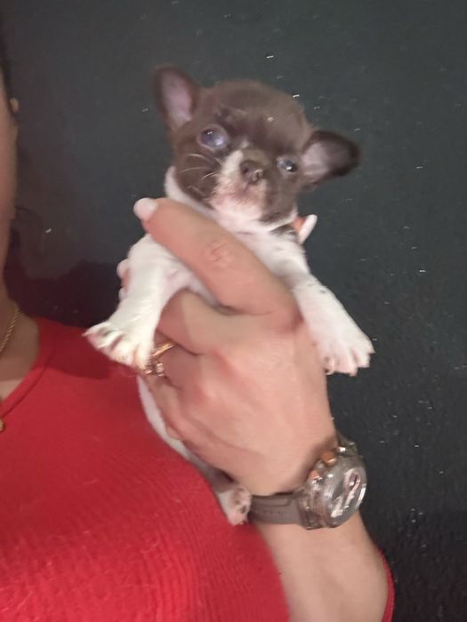 Menina  Chihuahua  lindissima “ de bolso.