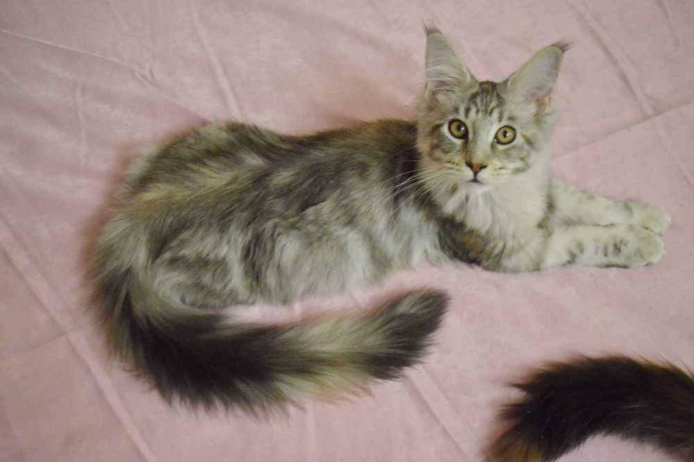 5мес СУПЕР-КОТ серебряного окраса Известный питомник Bartalameo