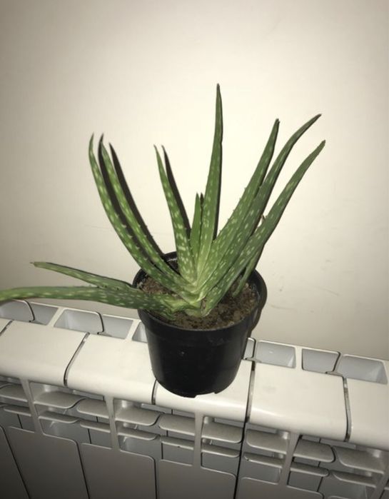 Aloes doniczkowy