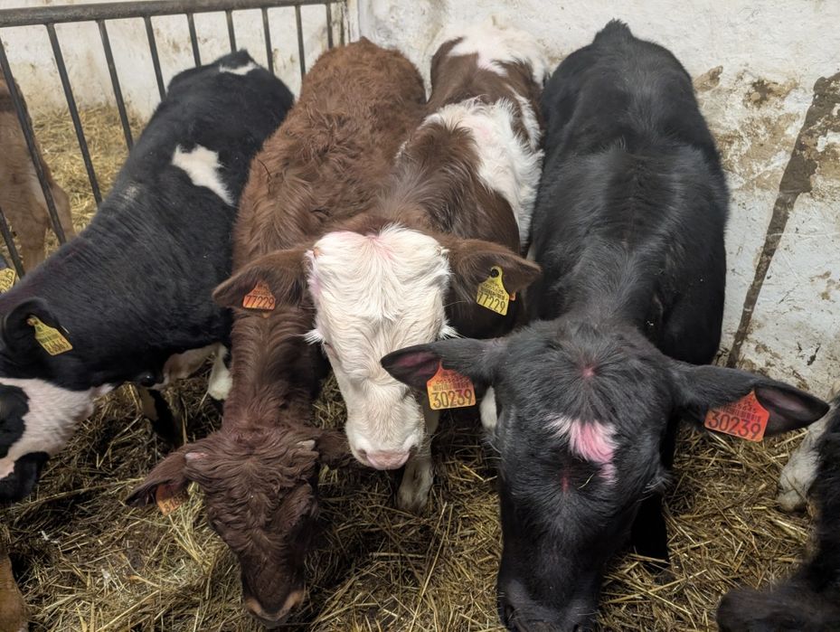 Sprzedam byczki 11 sztuk odchowane