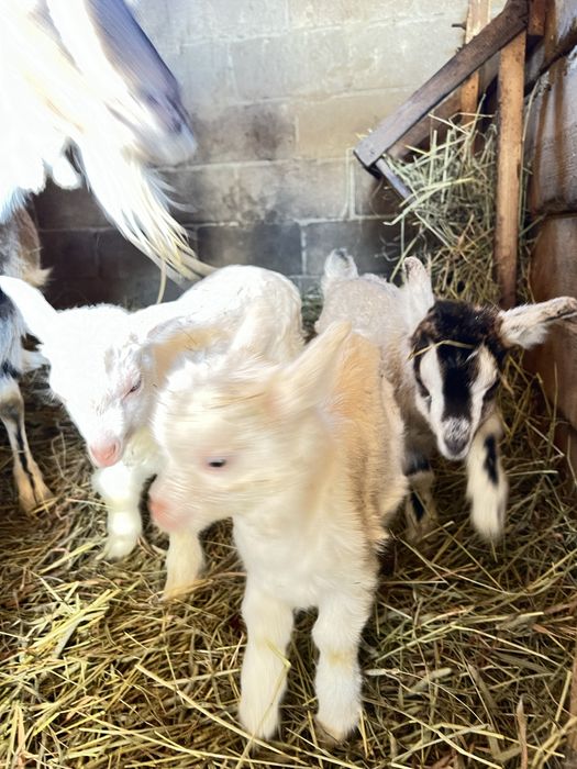 Козенятка від гарноі кози
