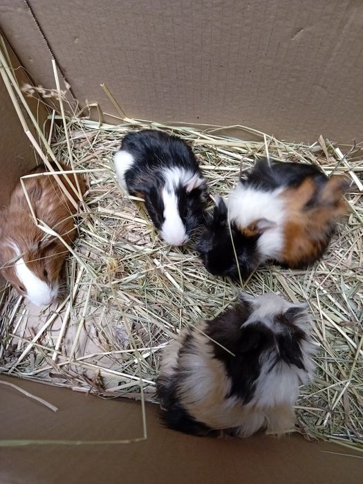 Swinki morskie rozetki igladkie