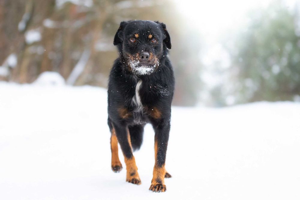 AVEO - mały, terierowaty, nieśmiały, delikatny