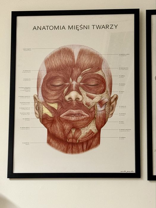 3szt. plakat anatomiczny + ramki