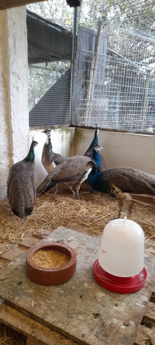 Pavões, filhos de Pavoa Real Indiano, e  pavão branco