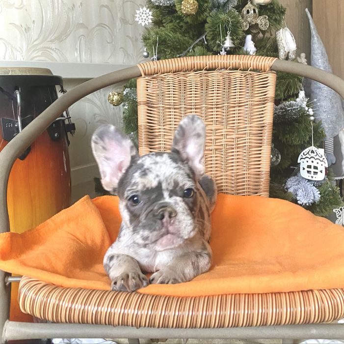 Дівчинка блу мерле 2.5 місяці