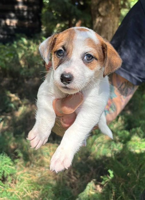 Jack Russell Terrier FCI szczeniaki