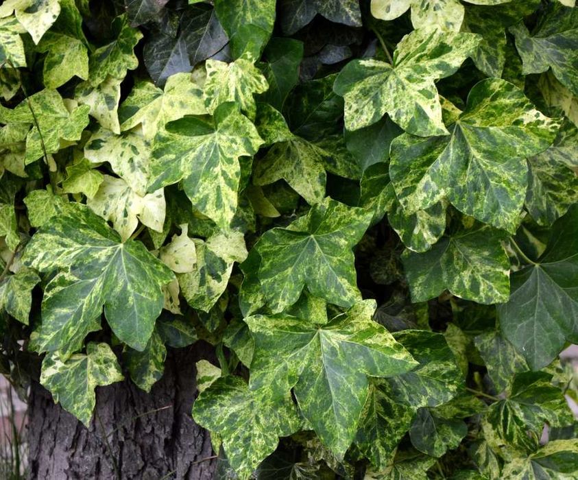 Bluszcz pospolity Profesor Seneta -Hedera Helix 02